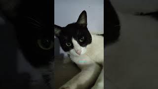 Catlover️️#cat #catlover #catcomedyvideos #subscribemychannel #shorts