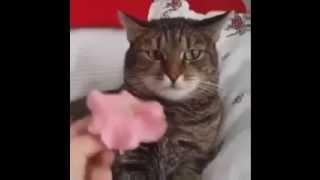 Cat Can't Handle Flower - with sound effect