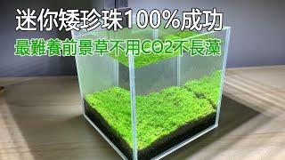 最難養前景草不用CO2不長藻迷你矮珍珠100%成功It is the simplest way to breed Hemianthus callitrichoides Cuba without CO2