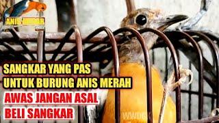 UKURAN DAN MODEL SANGKAR YANG PAS AMAN UNTUK BURUNG ANIS MERAH