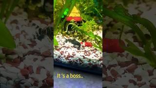 my all fish's boss. #fishlover #fish .