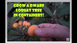 Dwarf Loquat Fruit Tree in Container