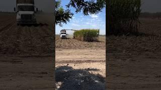 Farming in foreign countries | #shorts #ytshorts