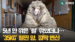 5년 안 깎은 '털' 깎았더니...35kg 털찐 양, 깜짝 변신