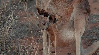 Brolga's DIY kangaroo pouch - Kangaroo Dundee: Episode 2 Preview - BBC Two