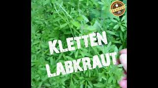 Klettlabkraut — genial für die Lymphe