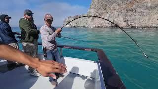 Pursuit Sportfishing October 2024