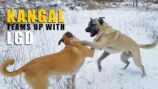 Kangal and LGD Team Up  | Turkish Kangal Dog | Ash The Kangal