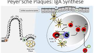 Sekretorisches Immunsystem