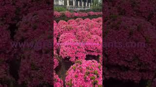 Rhododendron flower and different size available