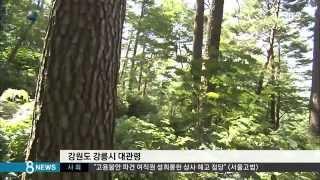 [라이프] "산림욕, 여름 저녁에 하는 것이 제일 좋아요" (SBS8뉴스|2014.7.21)