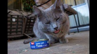 Cat munches