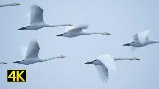 Singschwäne und balzende Seeadler (whooper swan's and mating eagles) 4K