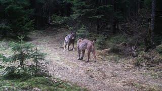 Eurasian lynx and wolf encounter: sequence of camera trap photos