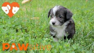 5 Maltese Mix Pups Feel Fear Then Elation When They Touch Grass for the First Time | PAWsitive 