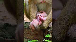 Awesome Video Daily Newborn Baby Monkey Life