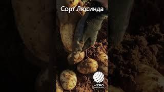 Копаем сорт картофеля Люсинда