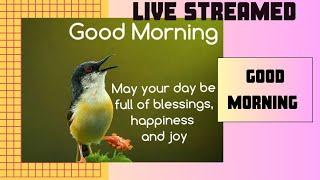 Good morning | relaxing | live streaming | wild photography#viralvideo