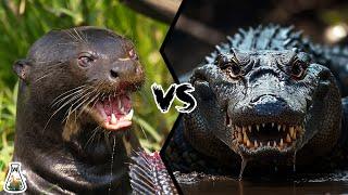 Giant Otter vs Caiman - Who Would Win A Fight?