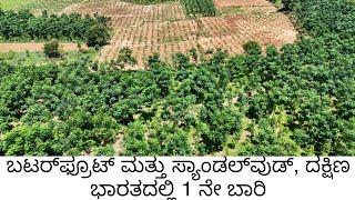 ButterFruit ( Hass) Farming with Sandalwood RAMYA GARDEN DARVI GROUP. Drone footage