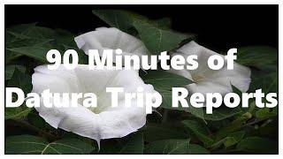 90 Minutes of Datura Trip Reports