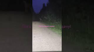 Лось не пускает на дачу!