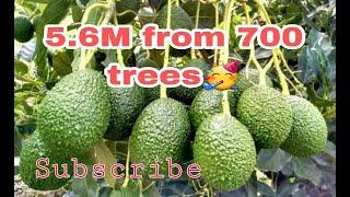 I earn 5.6Million per year from 700 Hass Avocado trees. Approx $56,000