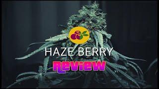 HAZE BERRY AUTO REVIEW | ROYAL QUEEN SEEDS