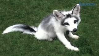 This Adorable Guy Is A Marble Fox, He Looks Like He's Half Husky, Half Fox