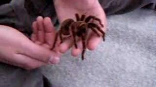 Brachypelma Albopilosa