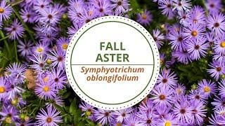 Fall Aster - Symphyotrichum oblongifolium