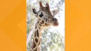 Sacramento Zoo euthanizes giraffe days before 27th birthday