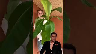  #банан #banana #musa #plants #комнатныерастения #растения