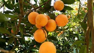 Picking oranges by my wife.‍ #farmtime