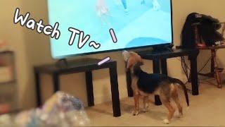  Cute Puppy's Funny Reaction to Watching TV