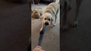 This Adorable Labrador Made My Sunday Morning Goofy! #YouGottaSeeThis #dog #labrador