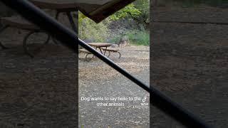 Dog wants to befriend all the deer. #nature #camping #dog #colorado