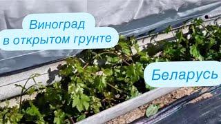 Последствия заморозков. Лишняя работа на винограднике! Беларусь.