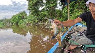 MEMANCING UDANG GALAH BESAR - BESAR DI AIR DANGKAL || MANCING UDANG GALAH