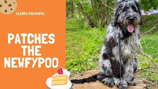 Best Dog Trainers in the Lehigh Valley ||| 6 Month Old Newfypoo, Patches