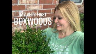 Boxwood vs Holly // I Returned My Dwarf Burford Holly Bushes To Buy Winter Gem Boxwoods