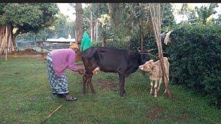 Farmer Issa is live! Live from My home