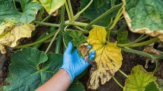 1 Simple Trick to STOP Yellow Leaves on Cucumbers & Tomatoes