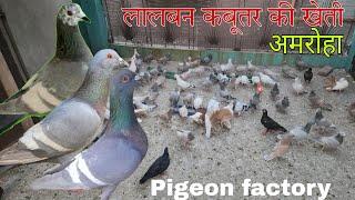 लालबन कबूतर की खेती। Lalban breeder full setup in Amroha. 9520465555 Ziya bhai