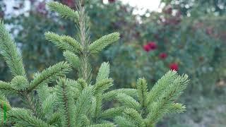 Fast Growing Tall Evergreen Trees - Evergreens For Landscaping