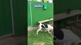 Потерялась собака, хутор Стуканов Отрадненский район, Краснодарский край