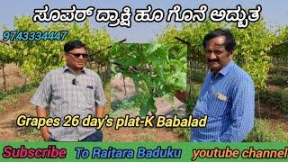 ಸೂಪರ್ ದ್ರಾಕ್ಷಿ ಹೂ ಗೊನೆ ಅದ್ಬುತ/Grapes 26 day's plat-K Babalad