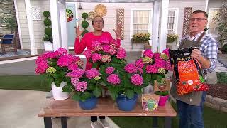 Roberta's 1-Piece Endless Summer Live Hydrangea - Summer Crush on QVC