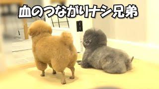 多頭飼いしてよかったと思う瞬間がこちら