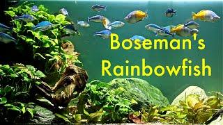 Melanotaenia boesemani - Boeseman's Rainbowfish